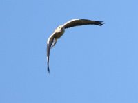 Maeusebussard helle Morphe 02